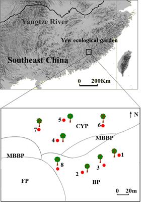 Importance of species traits on individual-based seed dispersal networks and dispersal distance for endangered trees in a fragmented forest